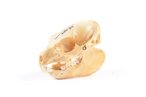 Image description is not available for 2015.4.16